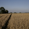 Wheat fields