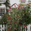 Cottage garden