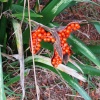In the Hall Grounds, do not know the name