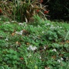 A few Snowdrops in November