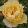 The Rose