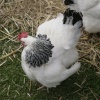 East of England Show