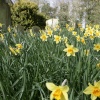 Daffodils