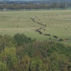 Cattle on the Town Moor