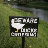 Duck sign, beware
