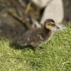 Duckling near the River Welland