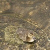 Duckling on the River Welland