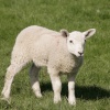 Baby lamb