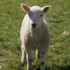 Baaah
