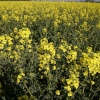 Rape fields