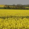 Rape fields