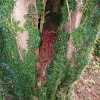 The trunk of a tree in the Churchyard