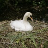 Swan on its nest, on the River Welland