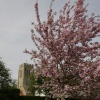 Blossom