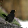 Blackbird