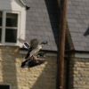 Ducks on the wing