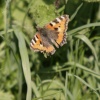 Admiral butterfly.