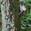 Queens Gardens 010