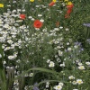 Meadows