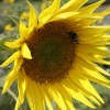 Busy bee