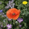Poppies