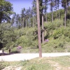 Greatwood Forest