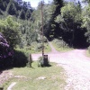 Greatwood Forest
