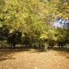 Autumn walk