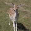 Baby deer