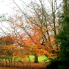Parkland at Nidd.