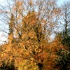 Parkland at Nidd.