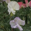 Sweet Peas