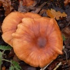 Fungi in the car park