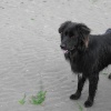 Dog on the beach
