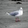Bettystown gull