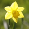 Single Daffodil