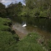 Swan on the River Nene