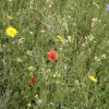 Wild flowers