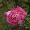 English  Rose