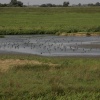 Little Waders