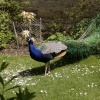 Peacock!!