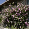 Rose cottage