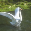 Swanning about