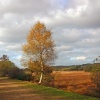 Burley, Hampshire