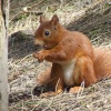 Squirrel reserve