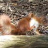 Acrobatic squirrel