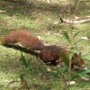 Squirrel reserve