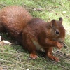 Squirrel reserve