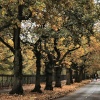 Autumn Springfield park