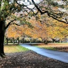 Autumn Springfield park